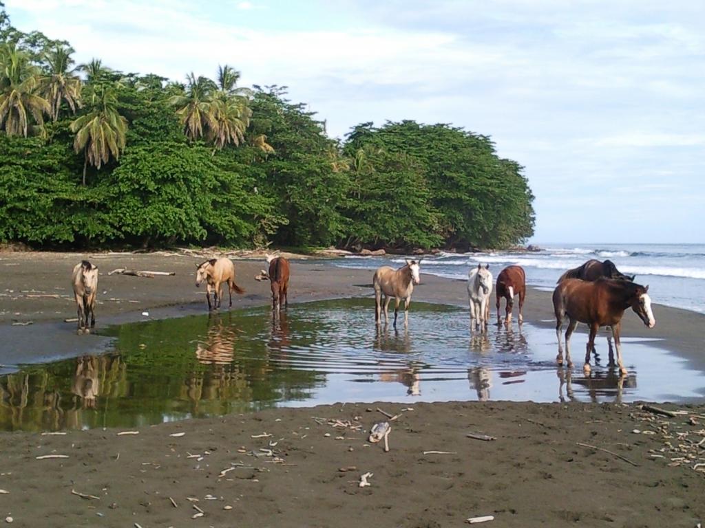 Brigitte'S Ranch Hotel Cahuita Exterior photo